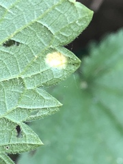 Puccinia urticata