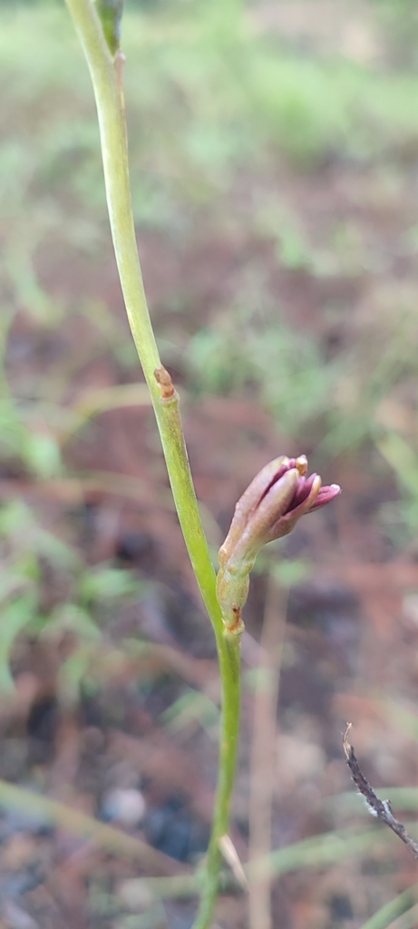 Manfreda involuta