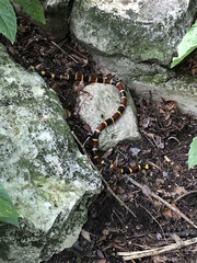 Micrurus tener tener