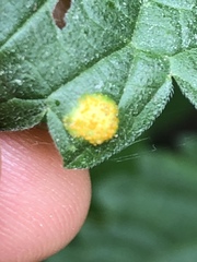 Puccinia urticata