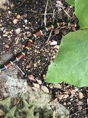 Micrurus tener tener