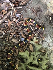 Micrurus tener tener