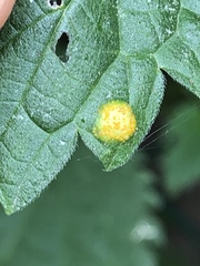 Puccinia urticata