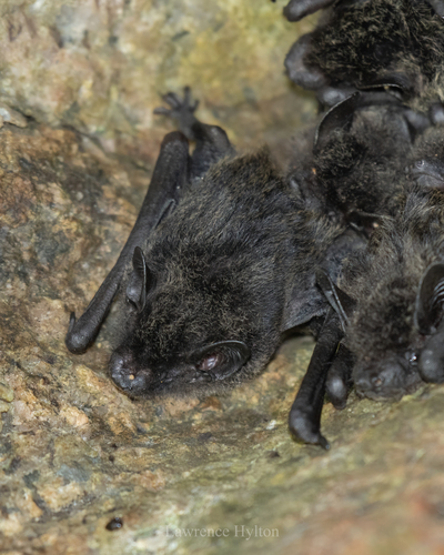 Chinese Pipistrelle