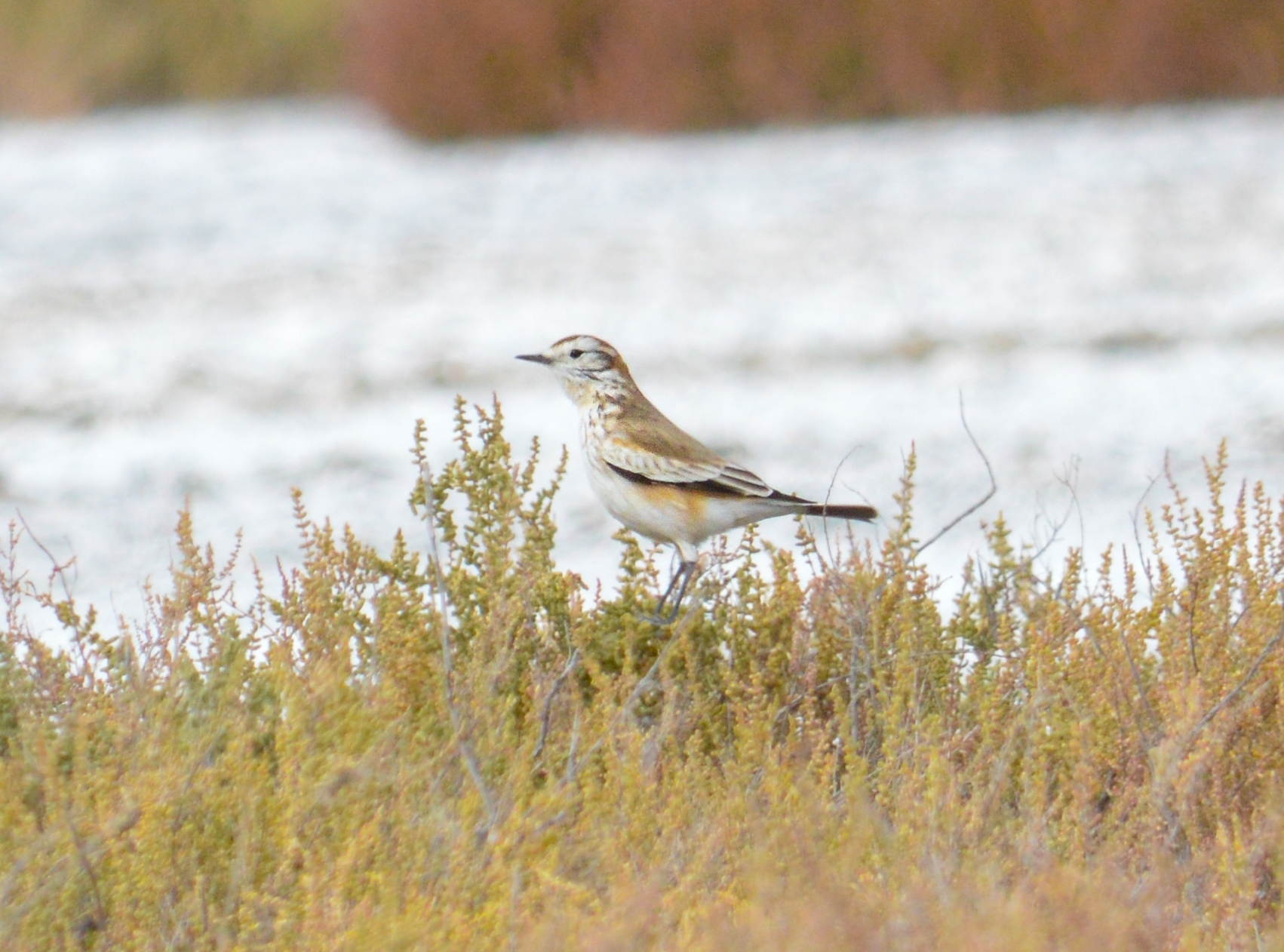 Salinas Monjita (Neoxolmis salinarum), photo 9