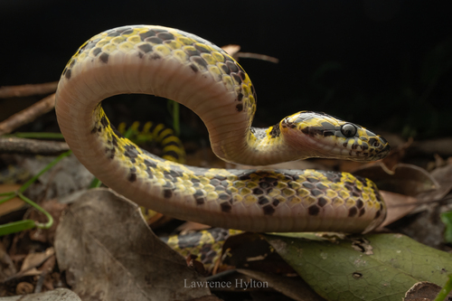 Big-tooth Snake