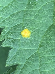 Puccinia urticata
