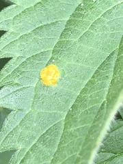 Puccinia urticata