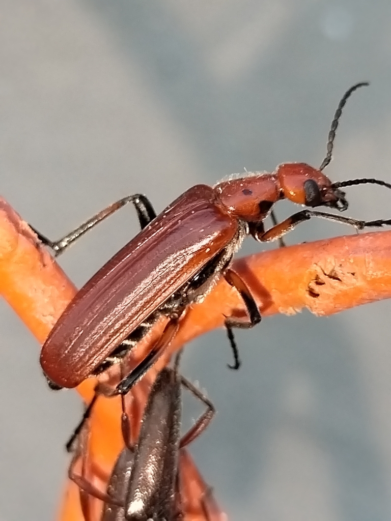 Pyrota hirticollis
