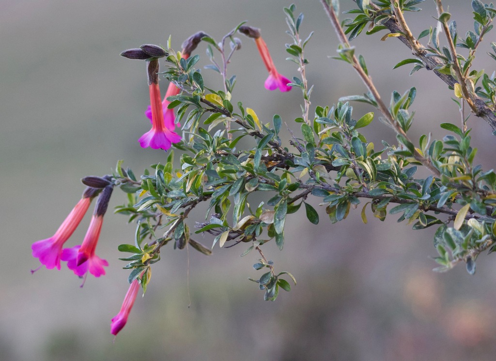 Sacred flower of the Incas from Sacsayhuaman, Peru on July 2, 2024 at ...
