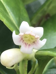 Schlegelia brachyantha