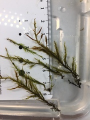 Fontinalis dalecarlica