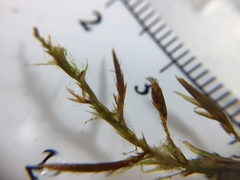 Fontinalis dalecarlica