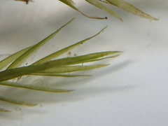 Fontinalis dalecarlica