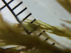 Fontinalis dalecarlica