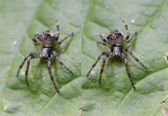 Gibbaranea bituberculata