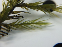 Fontinalis dalecarlica