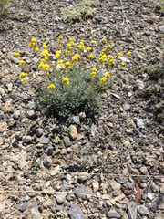Artemisia nuttallii