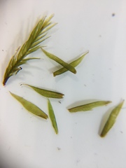 Fontinalis dalecarlica