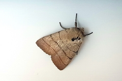 Charanyca trigrammica