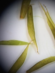 Fontinalis dalecarlica