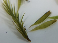 Fontinalis dalecarlica