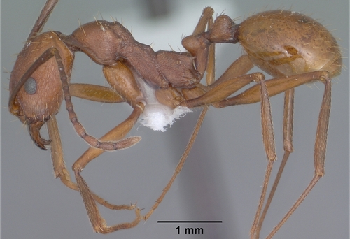 Aphaenogaster punctaticepsAphaenogaster punctaticeps