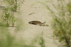 Apalone mutica mutica