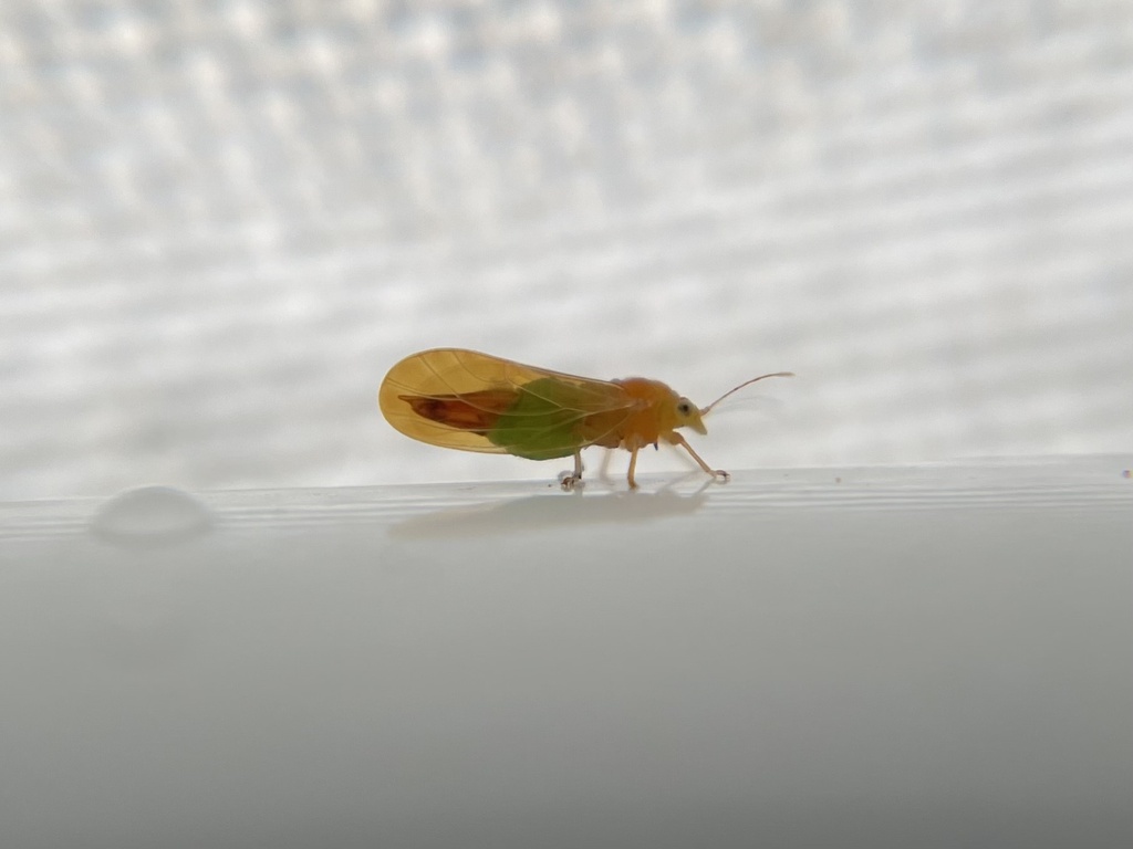 Cacopsylla striata