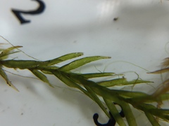 Fontinalis dalecarlica