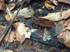 Colpolopha latipennis