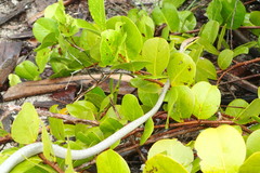 Oxybelis potosiensis