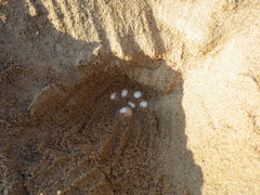 Apalone mutica mutica