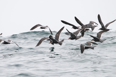 Inca Tern photo 4