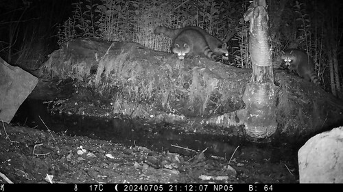 Eastern Raccoon photographed in Maine