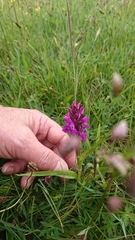 Dactylorhiza purpurella