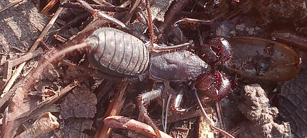 Mastigoproctus xetame
