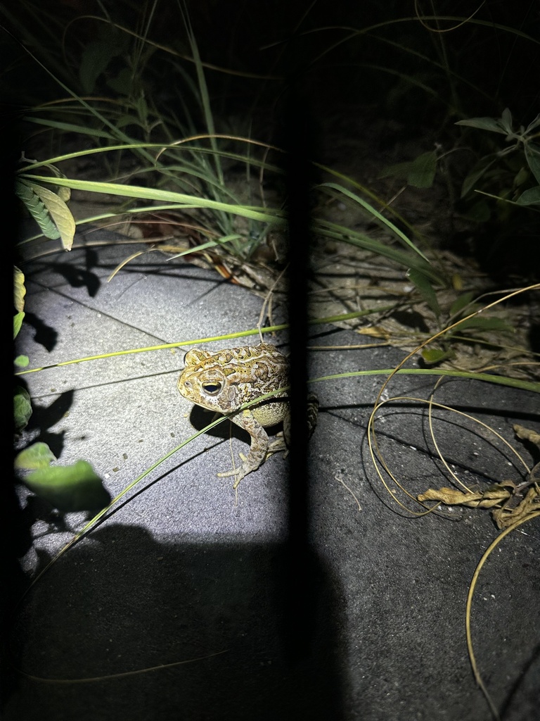Fowler's Toad from Sheep Islands, NC, US on July 9, 2024 at 10:31 PM by ...