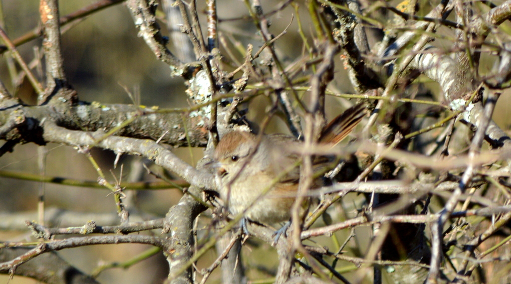 Short-billed Canastero