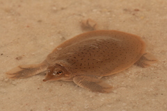 Apalone mutica mutica