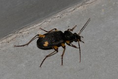 Chlaenius flaviguttatus