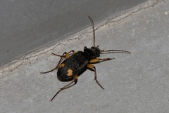 Chlaenius flaviguttatus