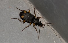 Chlaenius flaviguttatus