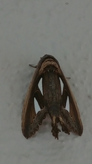 Tarsolepis remicauda