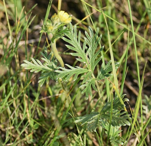 Image of Potentilla bipinnatifida by (c) Eric Lamb, some rights reserved (CC BY)