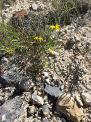 Sisymbrium linifolium