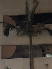 Archontophoenix
