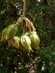 Tacca
