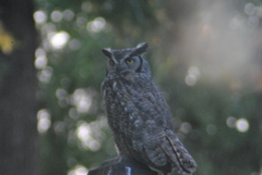 Bubo virginianus lagophonus