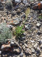 Stanleya viridiflora